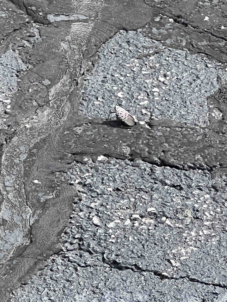 Worcester Spotted Lanternfly