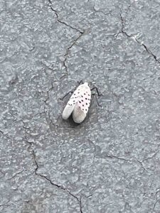 Worcester Spotted Lanternfly