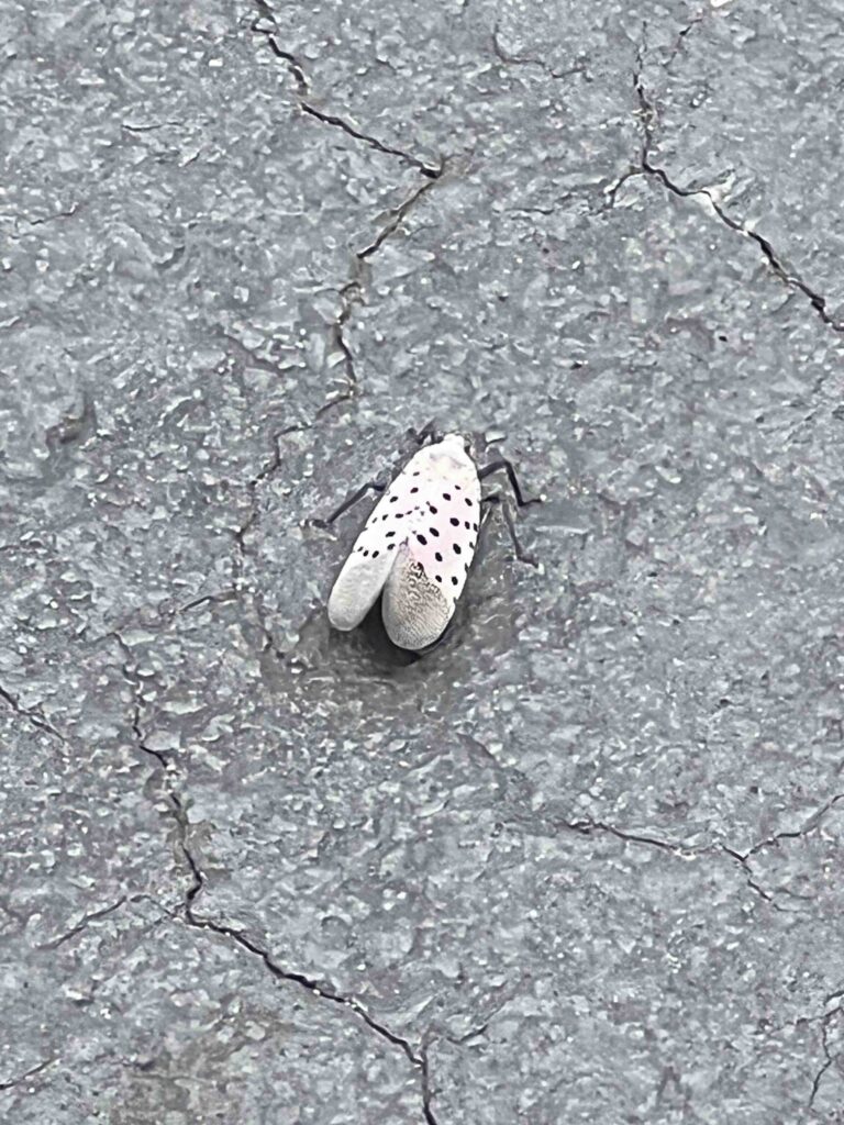 Worcester Spotted Lanternfly
