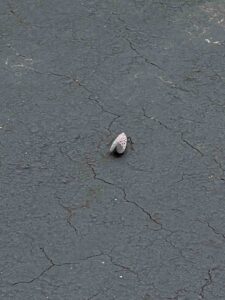 Worcester Spotted Lanternfly