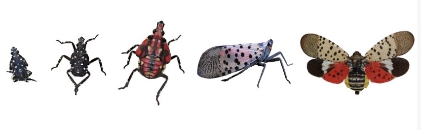 Worcester Spotted Lanternfly